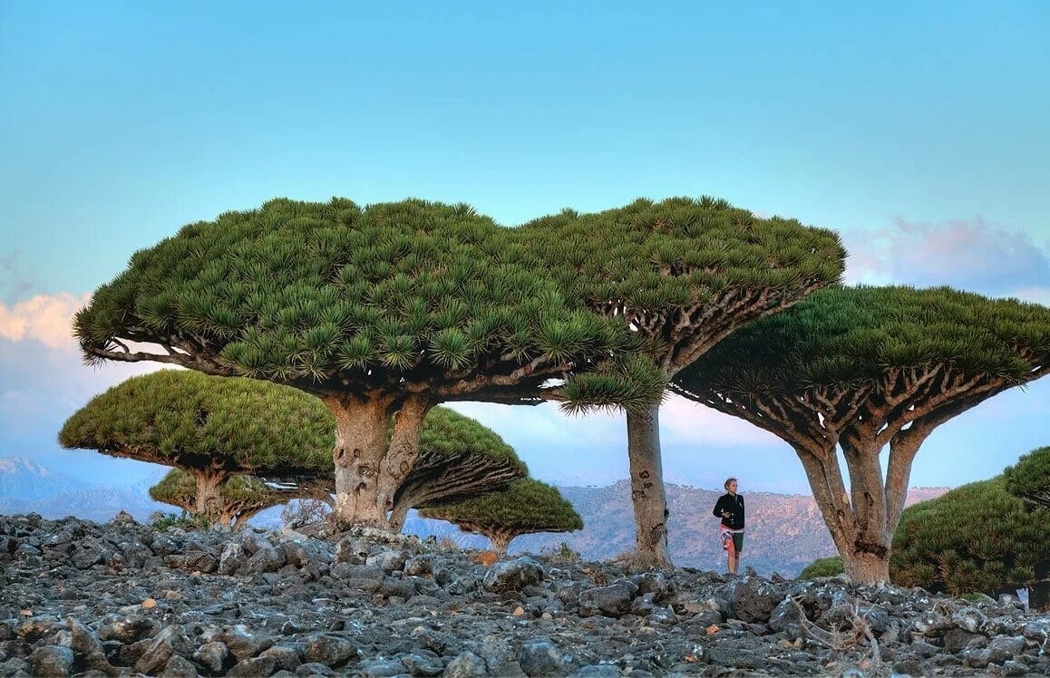 Израильская Правда. Раз в 10 лет: драконовое дерево в Израиле покрылось плодами к Новому году