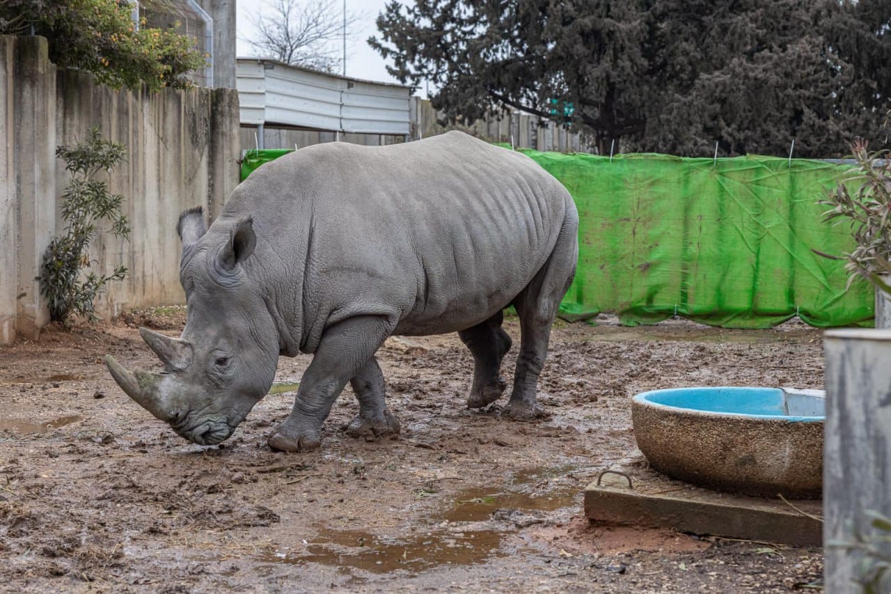 Израильская Правда. В «Библейский зоопарк» и зоопарк «Сафари» прибыли два редких носорога