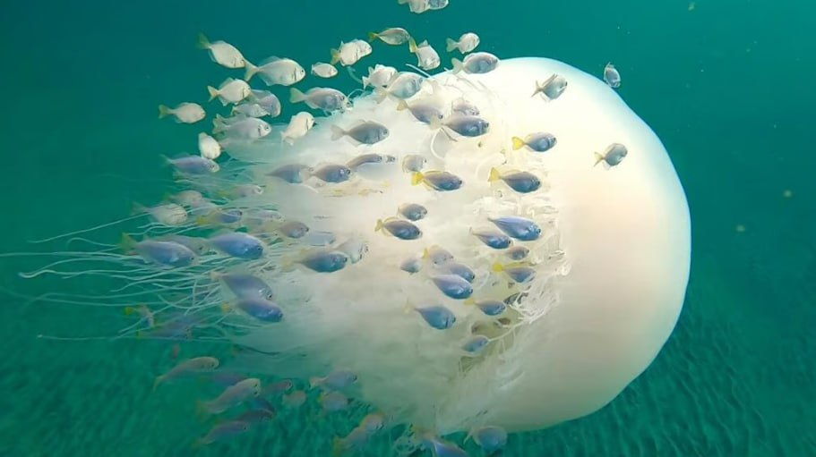 Израильская Правда. Нашествие гигантских медуз на побережье Израиля: соблюдайте осторожность