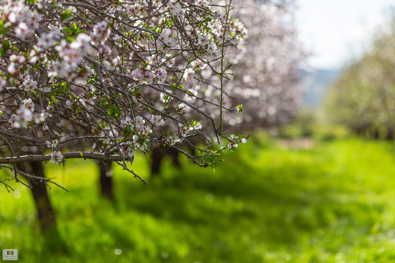 Израильская Правда. Цветение миндаля