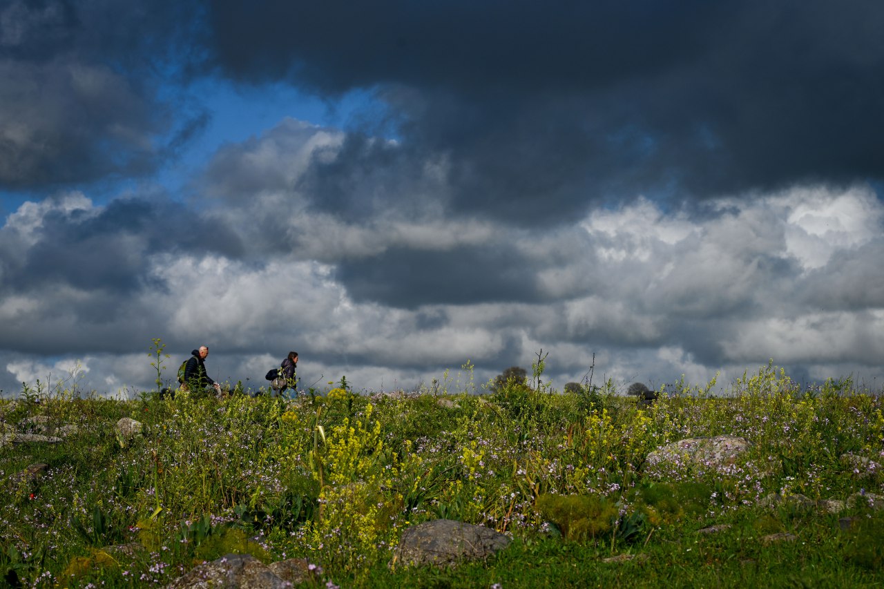 Израильская Правда. Стоп-кадр: цветущие поля на Голанских высотах.