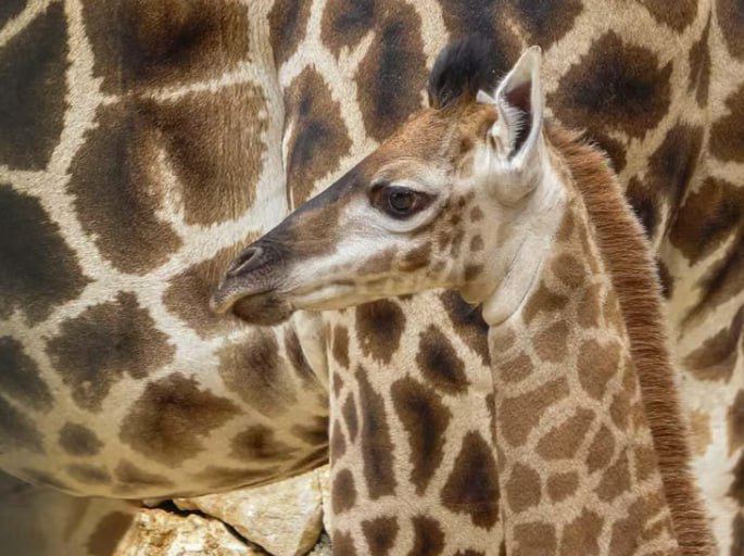 Израильская Правда — В Библейском зоопарке в Иерусалиме родился южно-африканский жирафенок