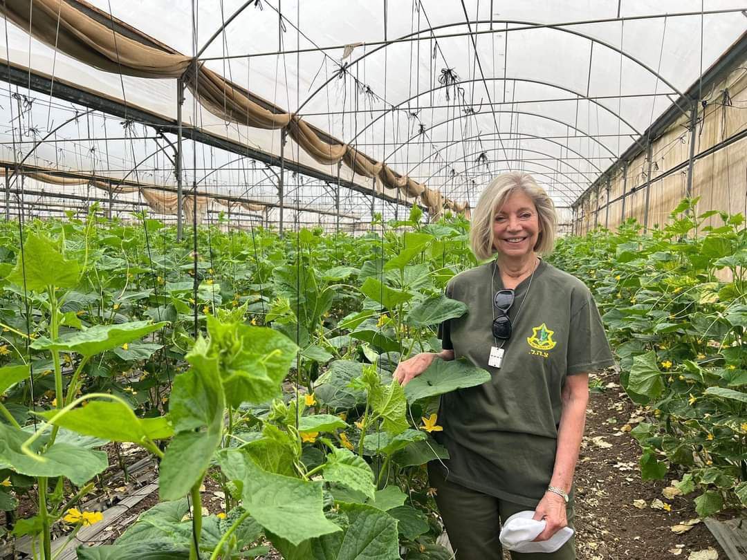 Израильская Правда. сбор огурцов и помидоров на ферме в Израиле.