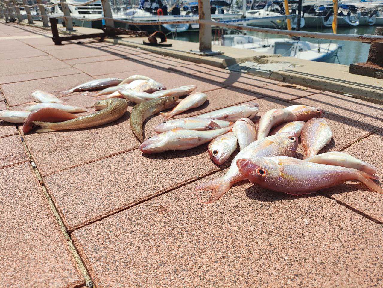 Израильская Правда. продюсер Ферапонтов и риэлтор Александр Нирман ушли в море… на рыбалку