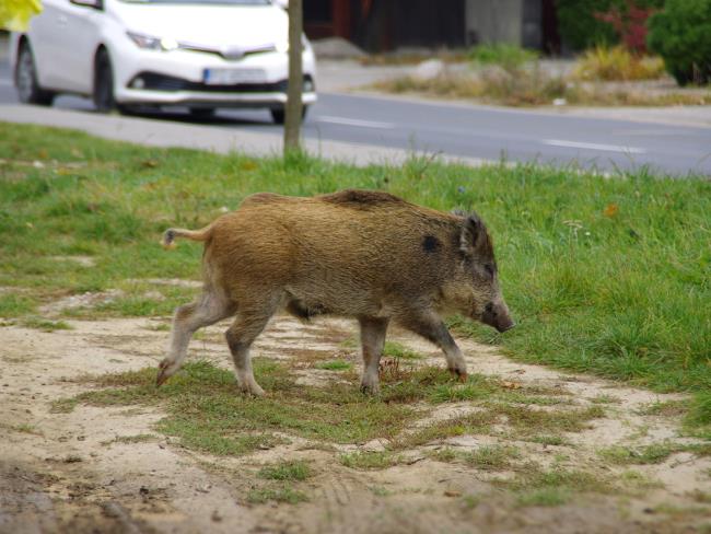 Израильская Правда — Есть шанс избавиться от кабанов. Мэр Хайфы отстоял в суде право отстреливать их