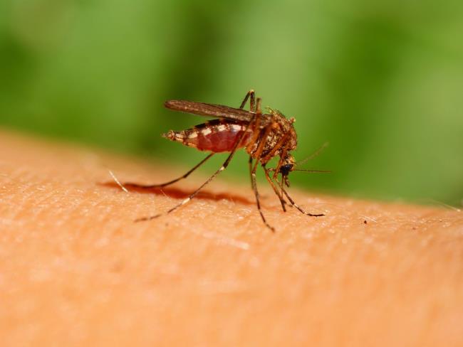 Западно-нильская лихорадка в Израиле: 300 случаев болезни, 15 смертей