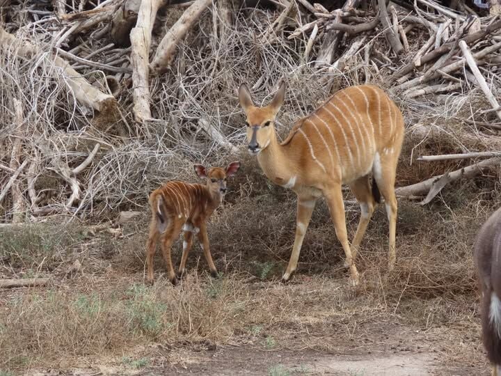 Бейби-бум в «Сафари»: за год у антилоп ньяла родилось 16 малышей