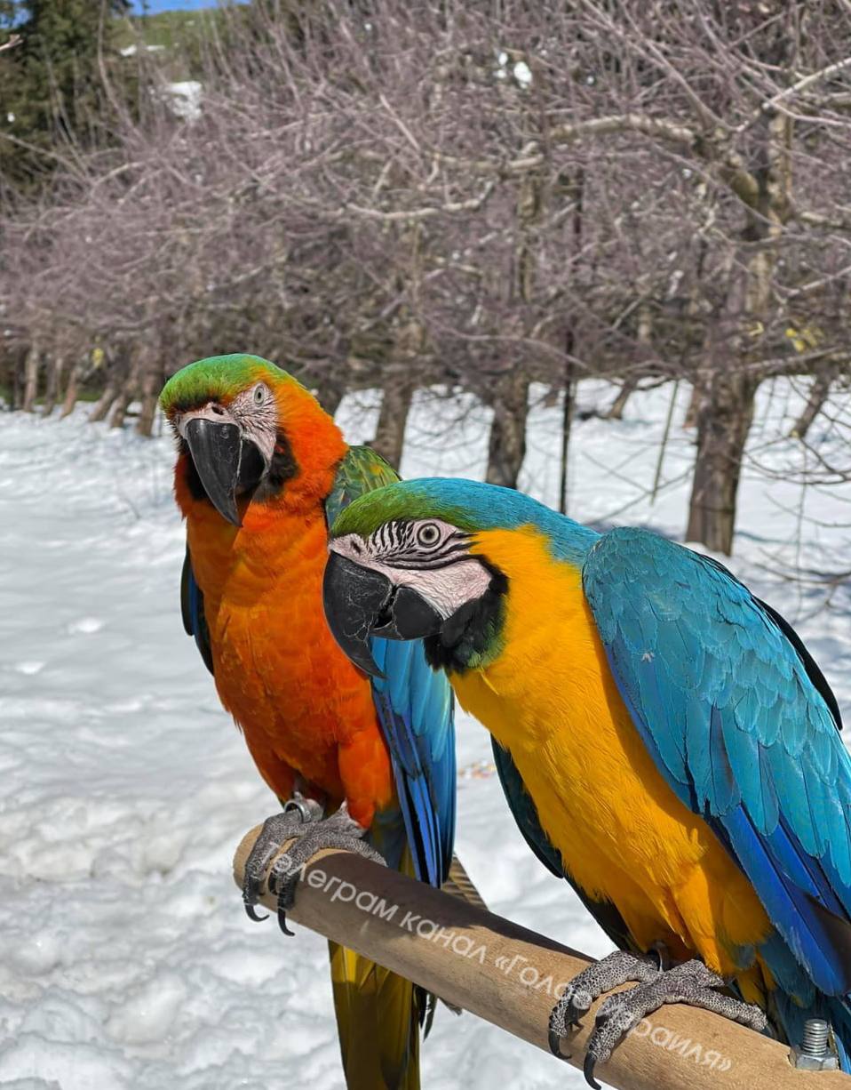 Снежные попугаи из Рамат-аГолан.