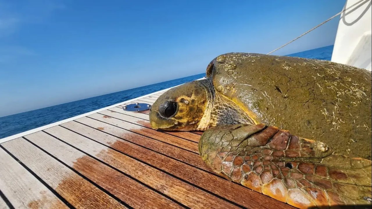 Школьники из Ашдода спасли в открытом море двух черепах