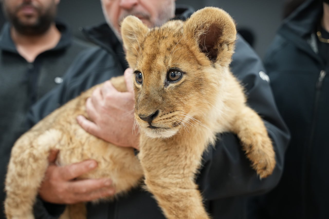 В бедуинских деревнях в Негеве обнаружены четыре обезьяны и львенок