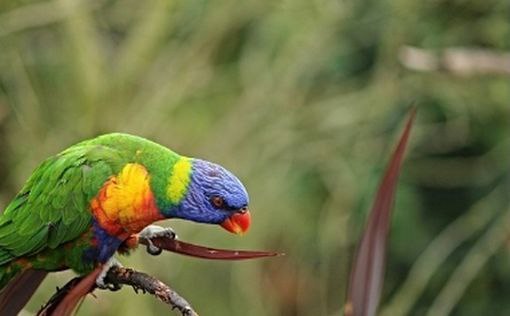 Из Библейского зоопарка в Иерусалиме украли редких попугаев