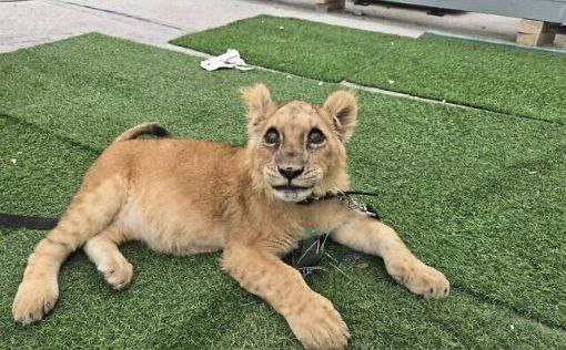 Полиция нашла львенка в заброшенном доме в Тире