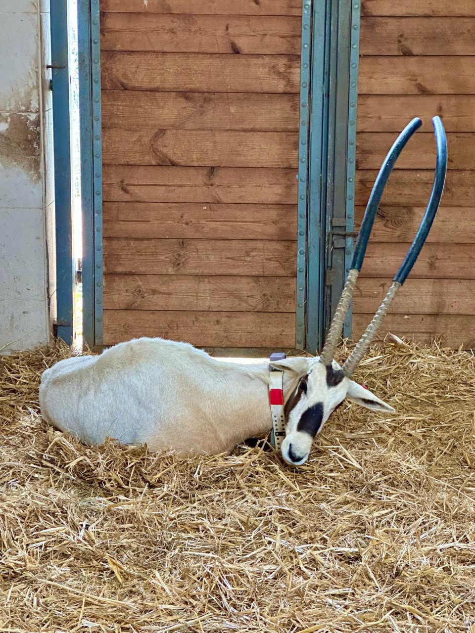 Редкий белый орикс прибыл в больницу при «Сафари» с сильным обезвоживанием