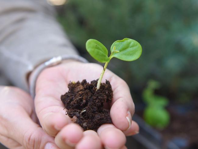 Помочь Израилю после пожаров: посадка деревьев, вода для животных