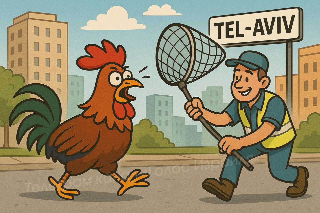 Популяция банкивских петухов резко выросла в районах Яффо, а-Тиква и Эзра