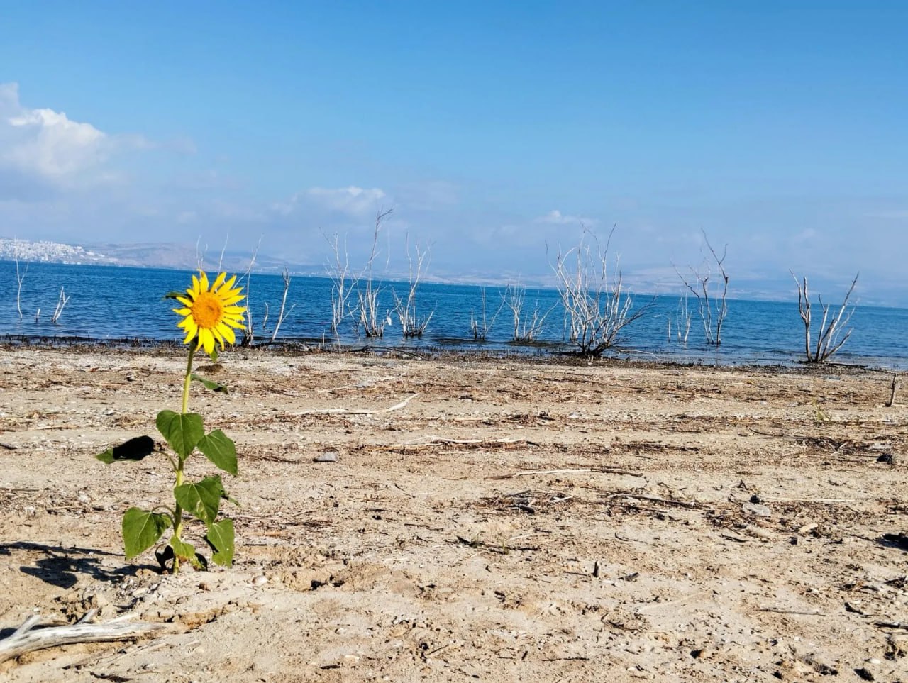Жёлтый взгляд надежды: одинокий подсолнух расцвёл на берегу Кинерета