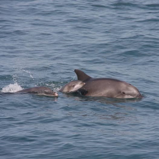 Семейная прогулка: три поколения дельфинов замечены у берегов Тель-Авива